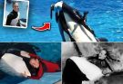 SeaWorld Horror: Orca Attacks and Kills 40-Year-Old Trainer During Live Performance